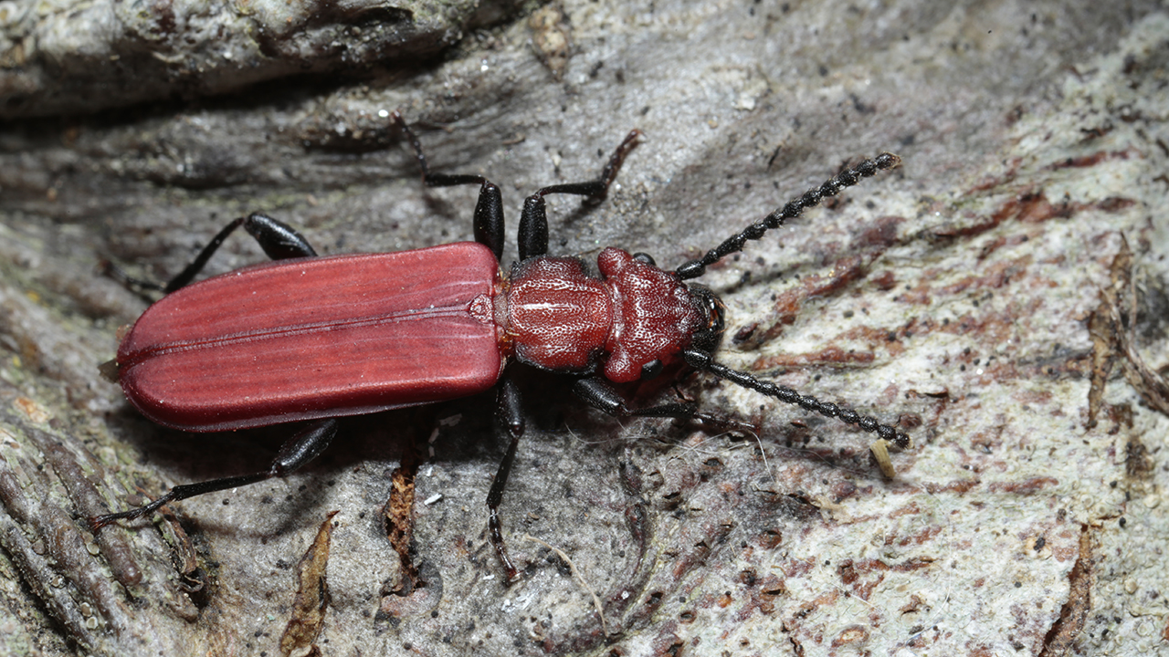 Röd insekt på sten. Foto