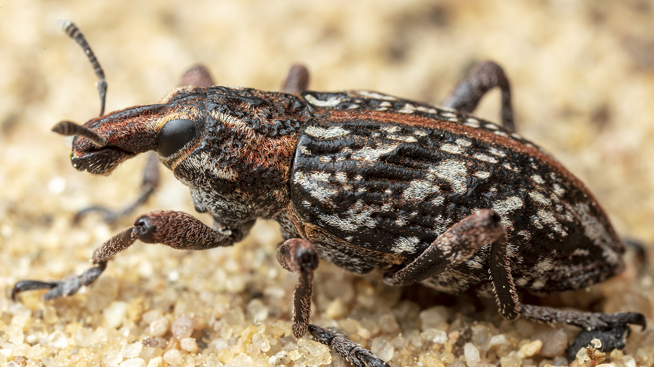 Brunröd skalbagge på sand. Foto