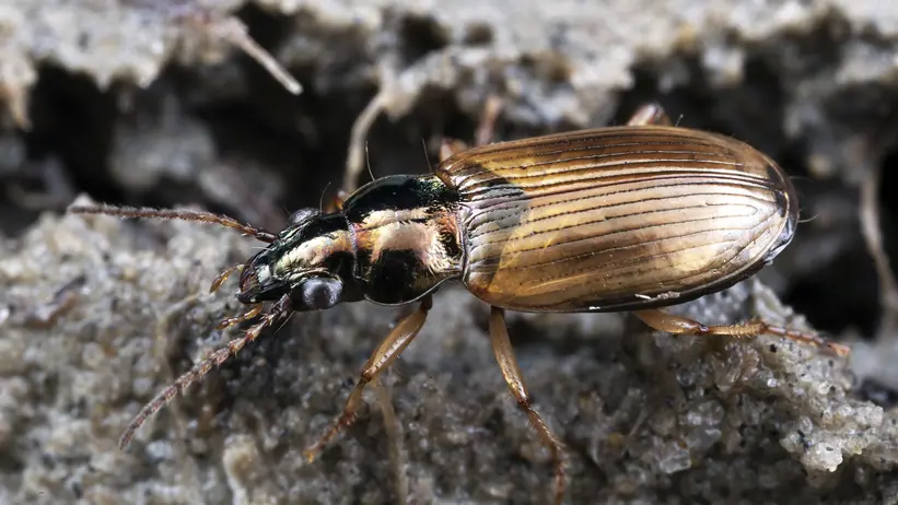 Bronsfärgad skalbagge på sand. Foto
