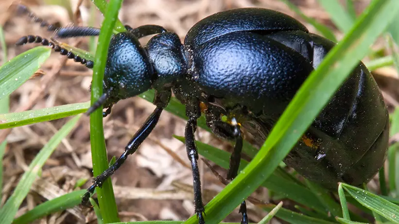 Svart insekt bland gröna strån. Foto