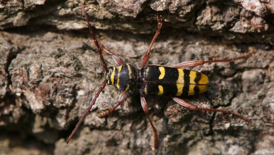 Svart- och gulrandig insekt på brunbakgrund. Foto