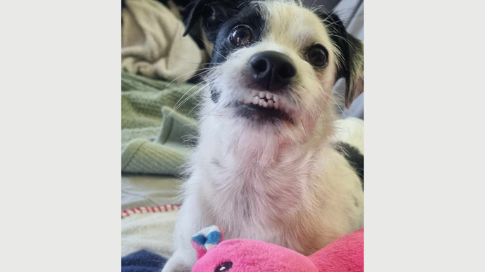 Närbild på en svart och vit hund.