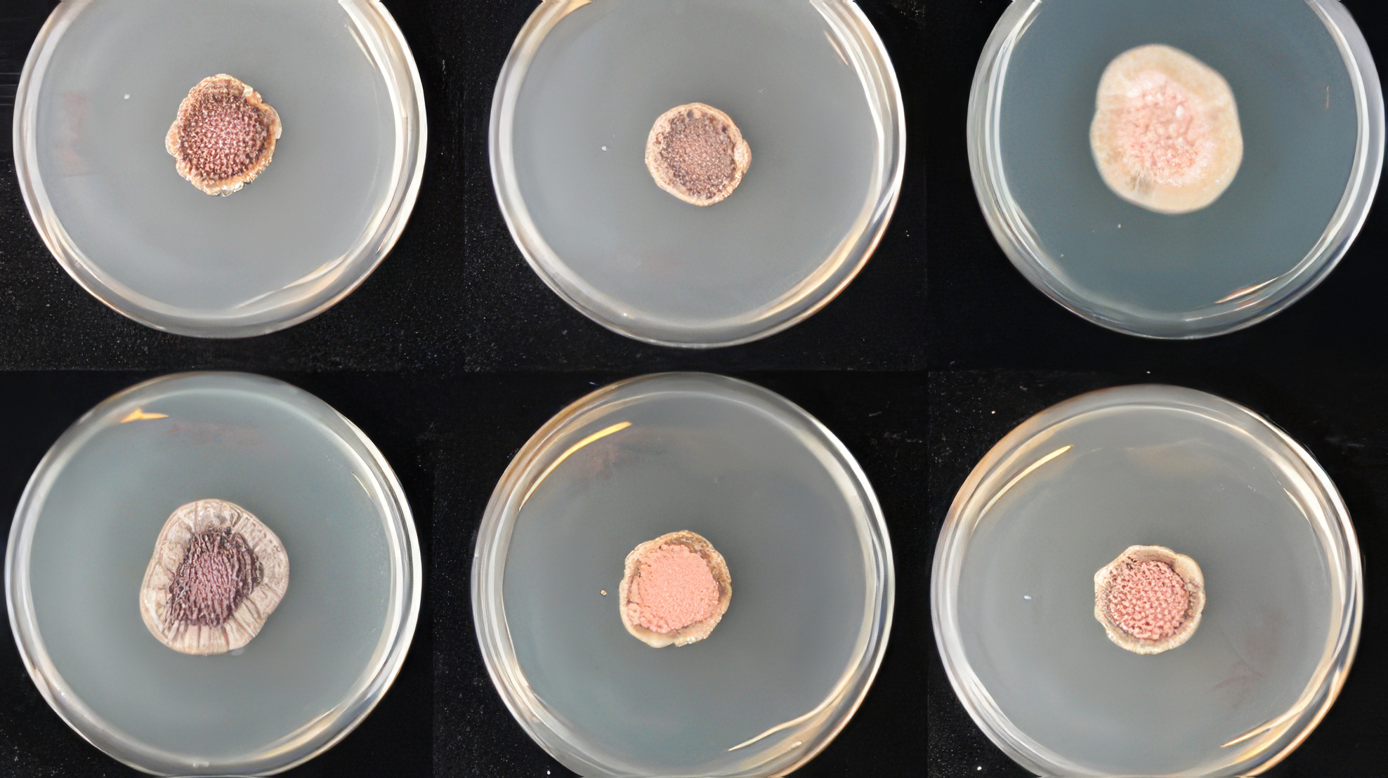 Six Petri disches with fungal colonies. Photo.