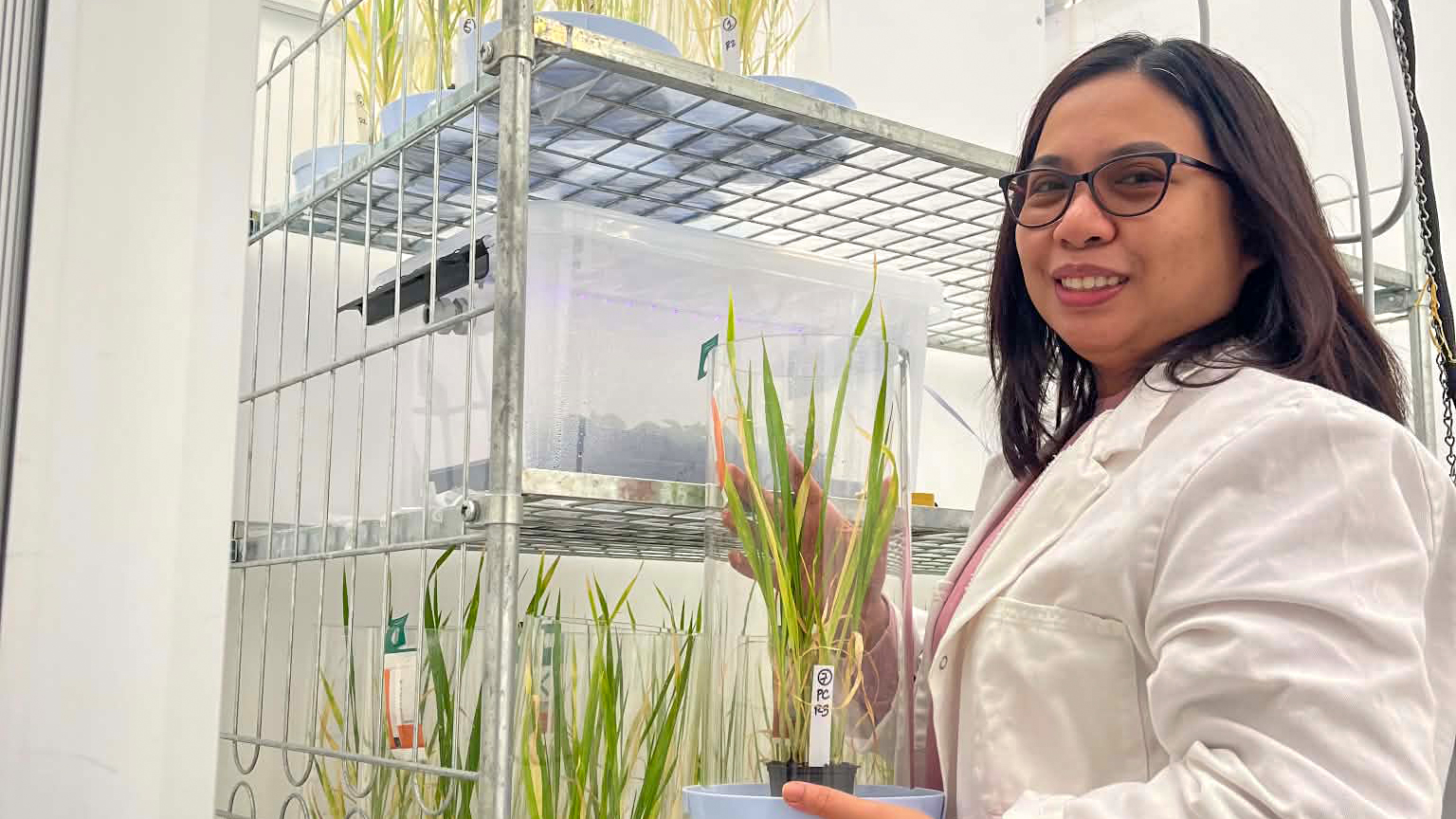 A woman in a lab with green plats. Photo.
