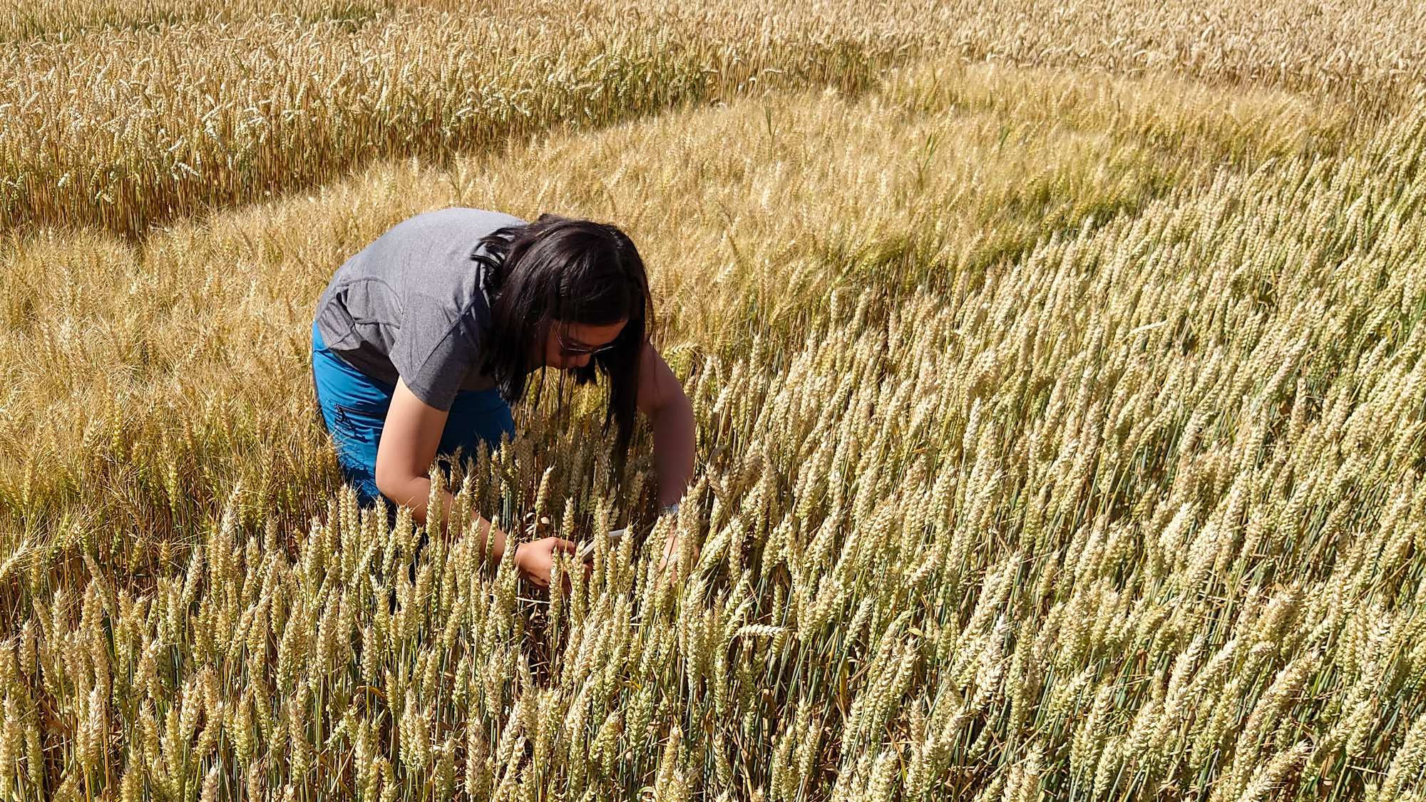 A woman crouching in a wheat field. Photo.
