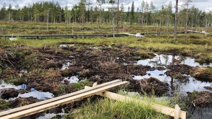 spång vid skoglig våtmark. Foto.