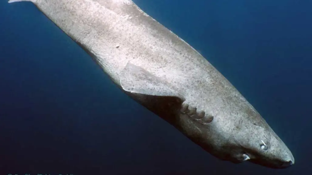 Greenland shark