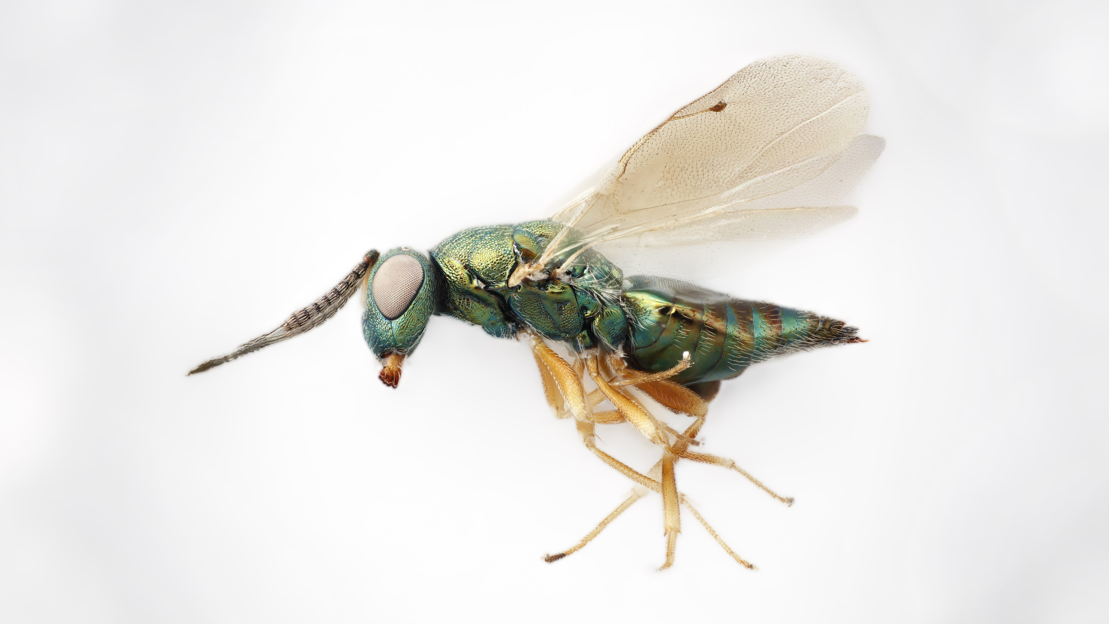 A close-up of a wasp. Photo.