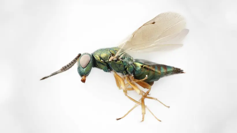 A close-up of a wasp. Photo.
