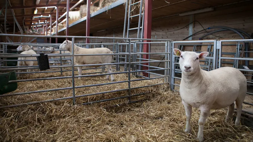 Ett vitt lamm i en box i lammstallet vid Götala nöt- och lammköttscentrum. Foto Jenny Svennås-Gillner.