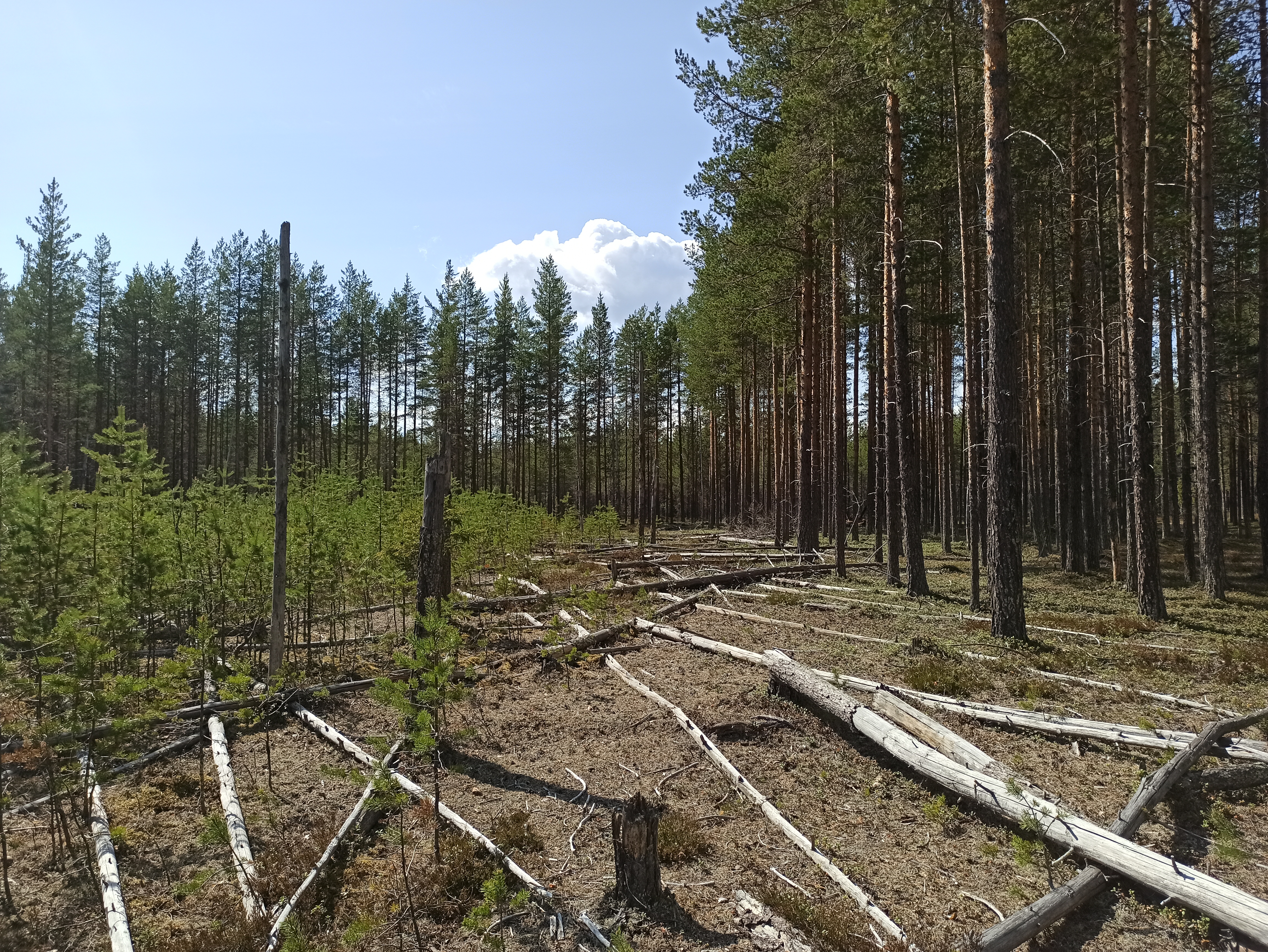 Doktorand Alexina Brännlund laddar ner data på marktemperatur och fuktighet, på försökslokalen på Åheden, utanför Vindeln. Foto: Andreas Palmén.