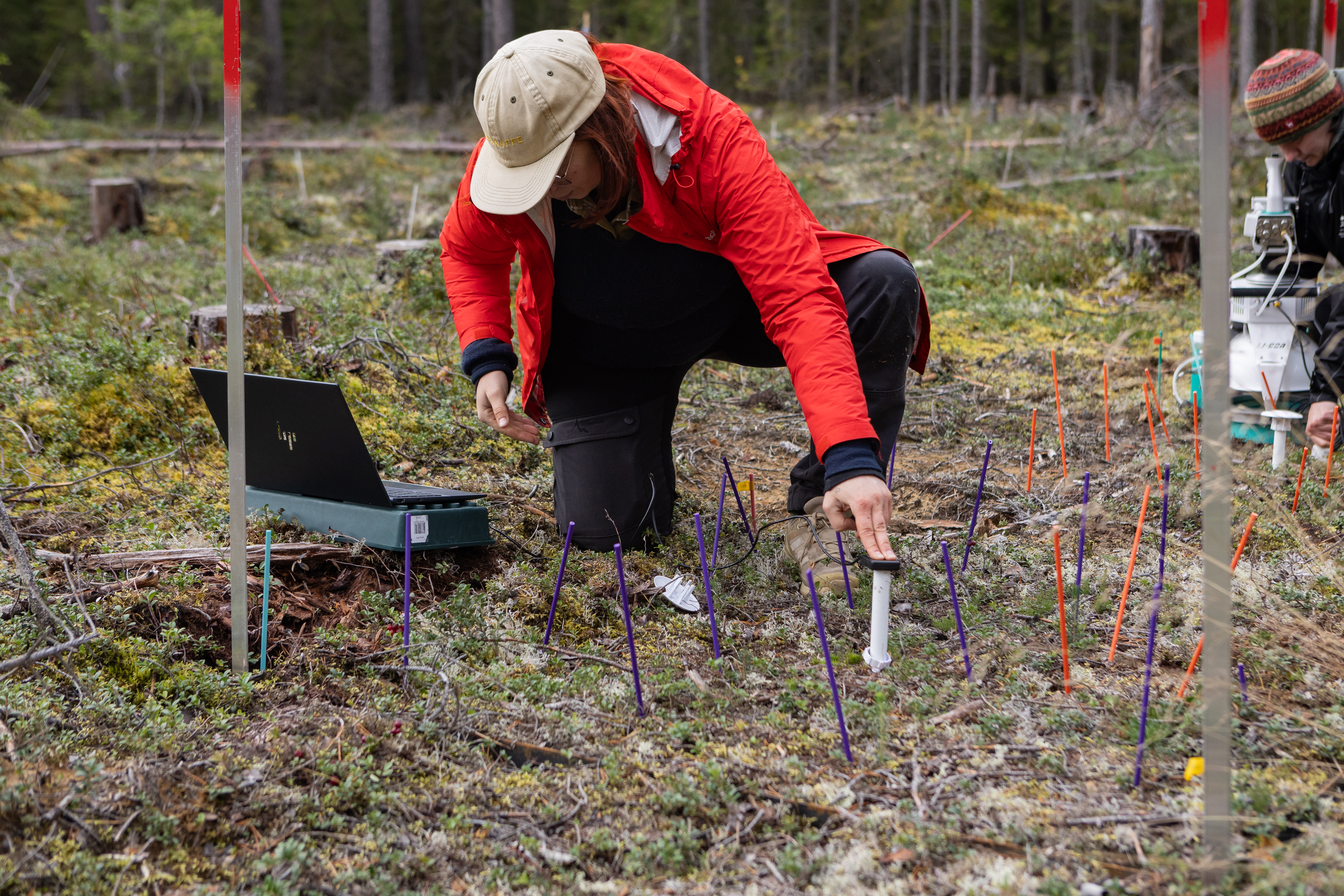 Doktorand Alexina Brännlund laddar ner data på marktemperatur och fuktighet, på försökslokalen på Åheden, utanför Vindeln. Foto: Andreas Palmén.