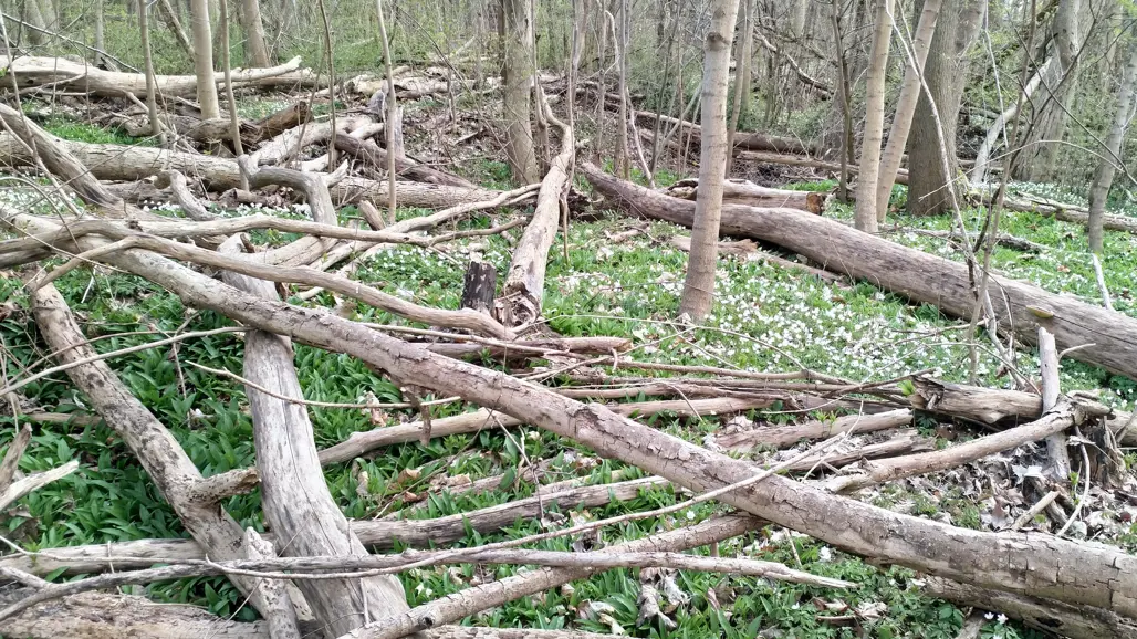 Döda almar och askar. Foto.