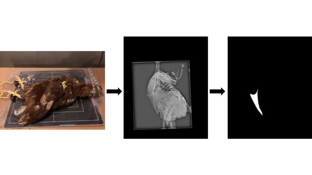 Collage with three images showing a bird examination: physical inspection, X-ray, and X-ray close-up
