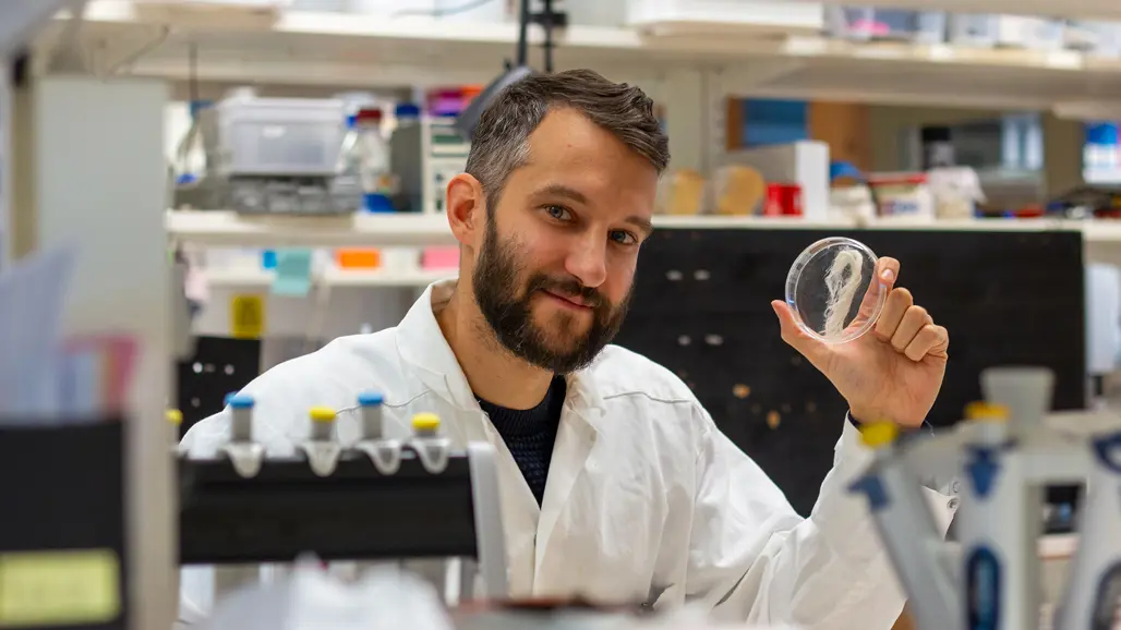 Photo of a man in a lab coat (Benjamin Schmuck, SLU) sitting in the lab with a sample of artificially spun spider silk in his hand.