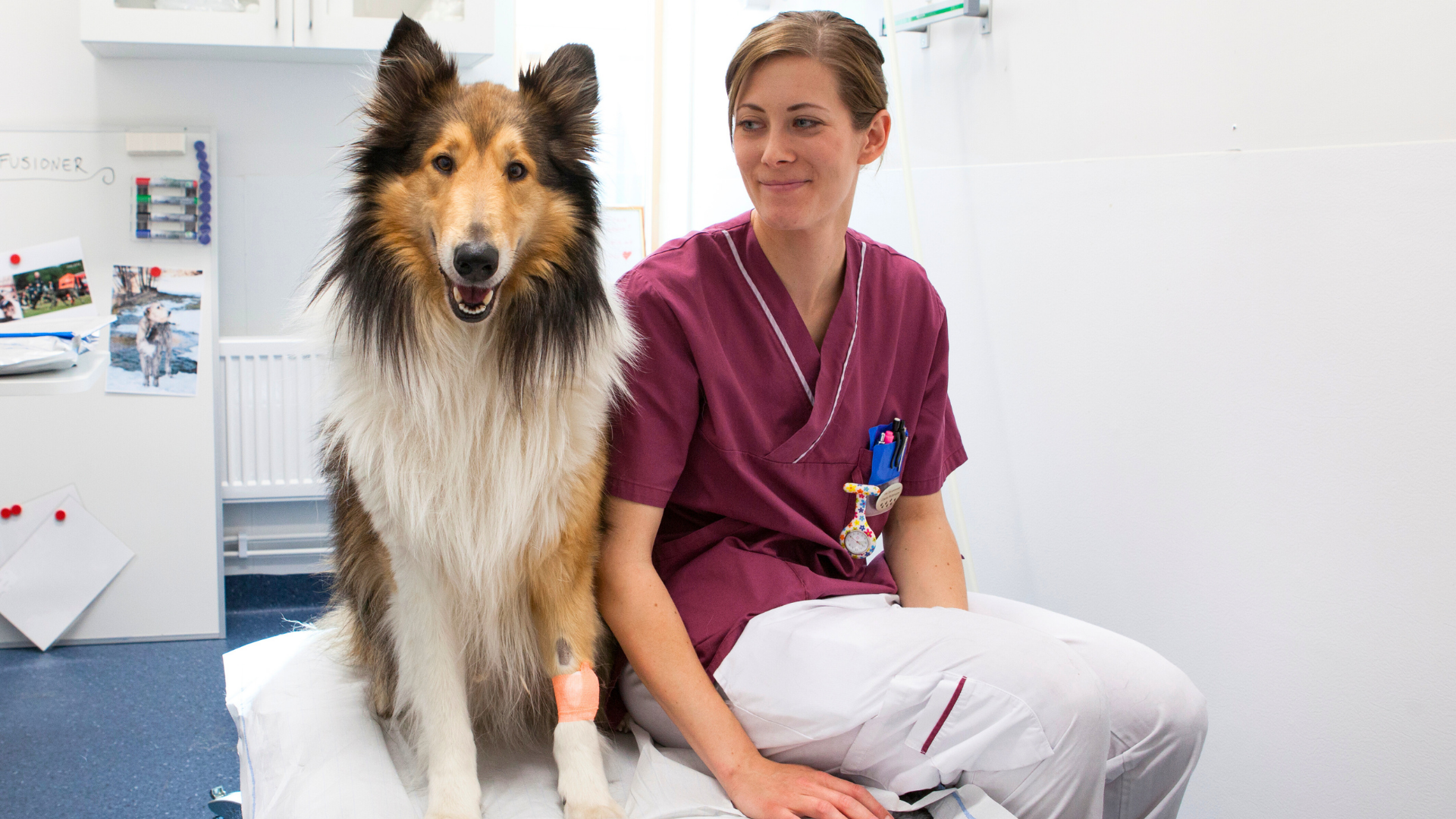 Hund med brun och vit päls som sitter bredvid en kvinna iklädd sjukvårdskläder. 