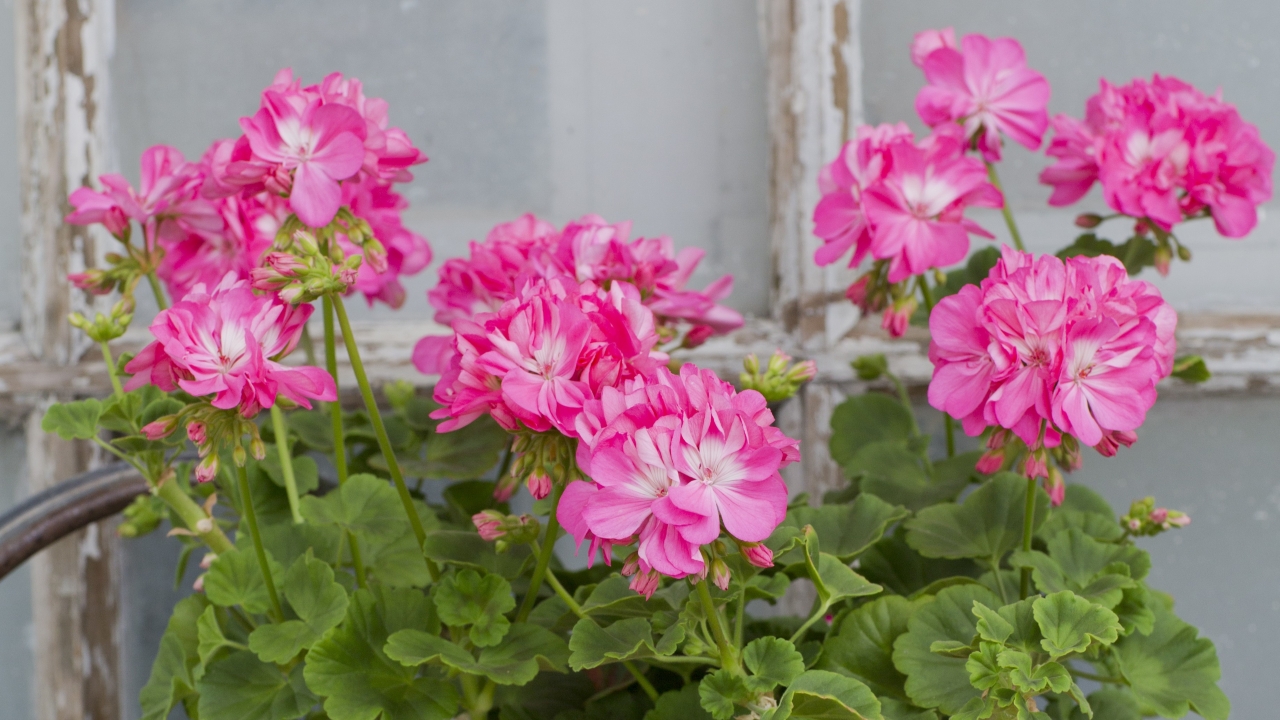kompositionsbild av Grönt kulturarv®s Zonalpelargon 'Maria Dangel'. Fotot visar något krusiga och rosa blommor framför vitmålade fönsterspröjs. Gröna, mjuka blad ramar in blommorna och blomknopparna underifrån.