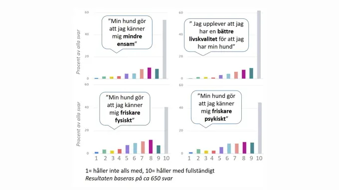 Stapeldiagram med svar på några frågor. Fråga 1. Min hund gör att jag känner mig mindre ensam. Fråga 2. Jag upplever att jag har en bättre livskvalitet för att jag har min hund. Fråga 3. Min hund gör att jag känner mig friskare fysiskt. Fråga 4. Min hund gör att jag känner mig friskare psykiskt.