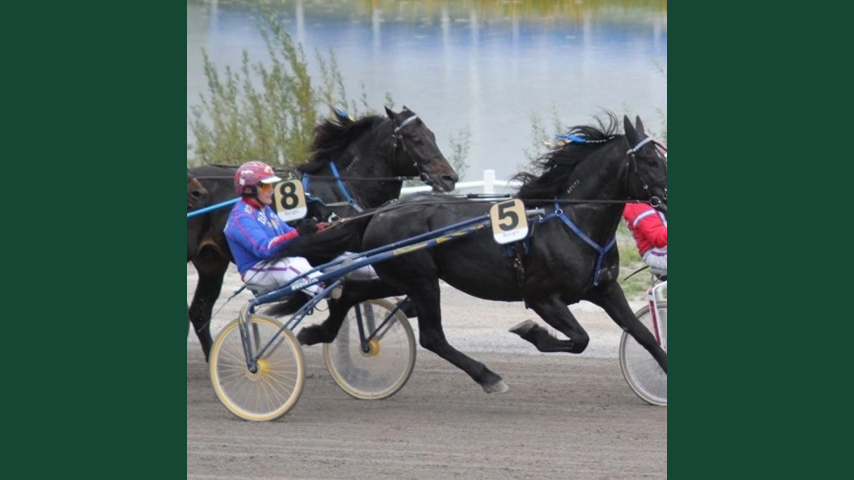 Foto av kallblodiga travhästar som springer framför sulky och kusk på travbana utomhus.