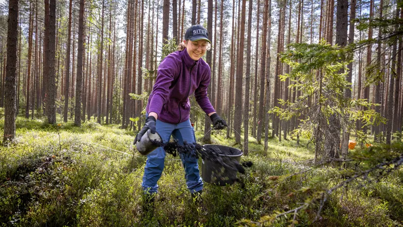 Linnea Larsson spreads ash by hand in a pine forest.