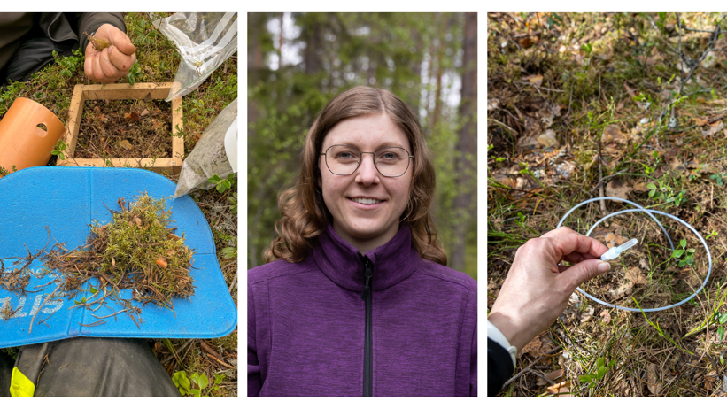 Collage showing forest sampling and a portrait of Linnea Larsson.