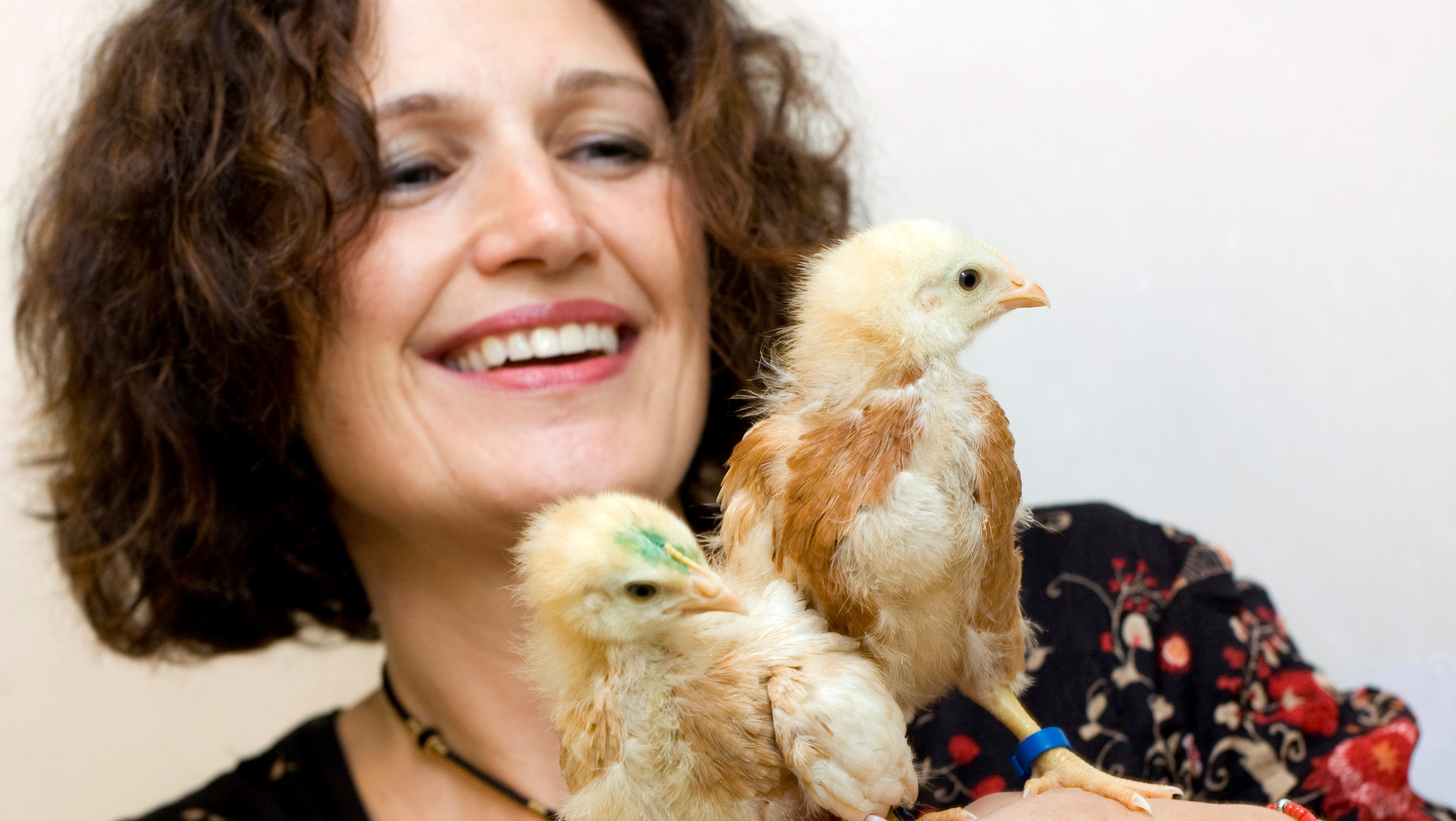 Närbild på professor LInda Keeling som håller två kycklingar i handen. 