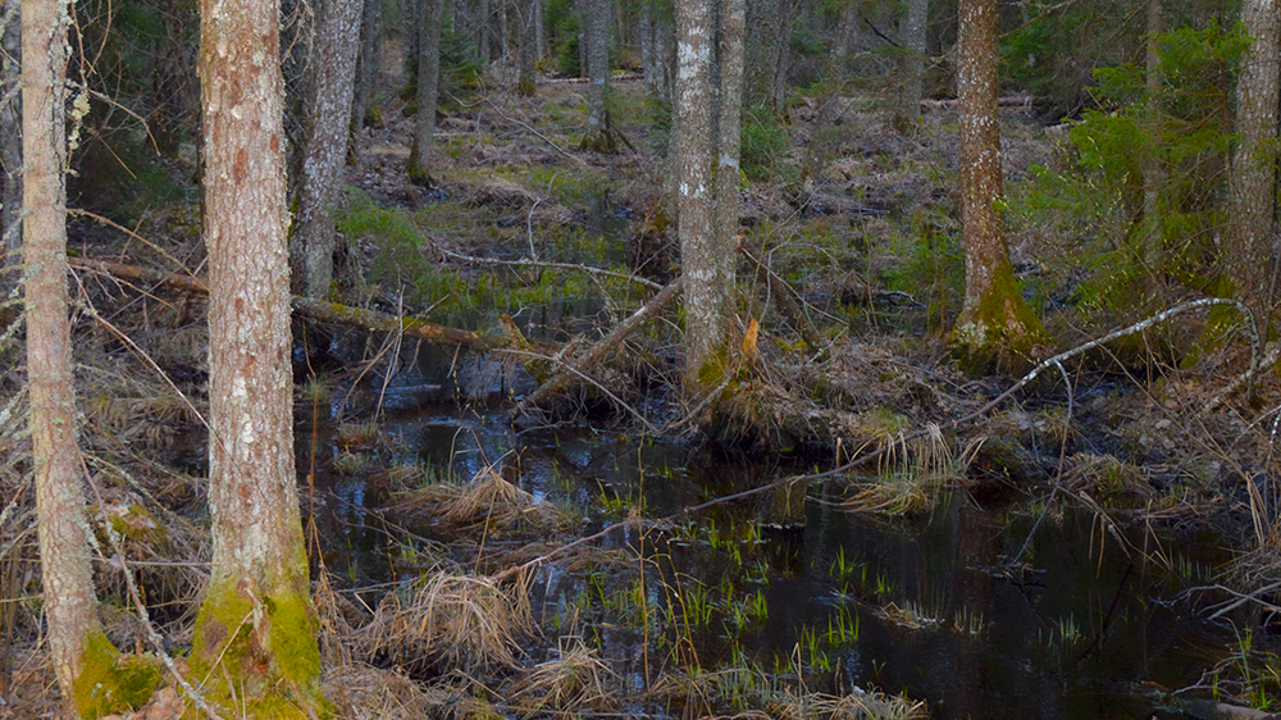 Blöt skogsmark. Foto