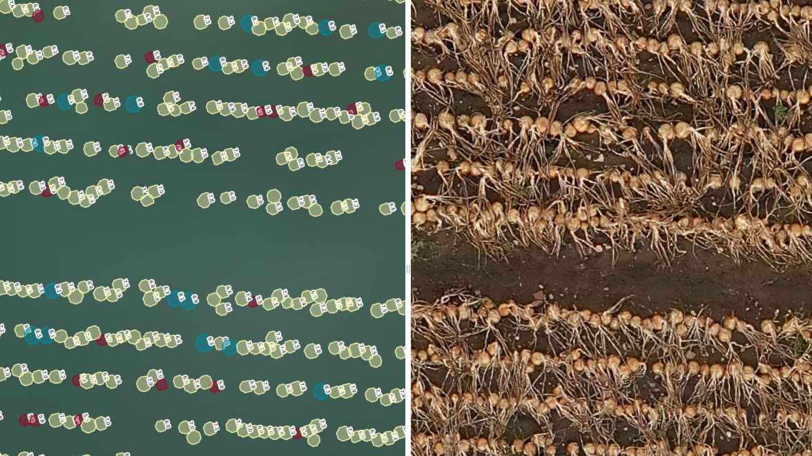 Two pictures of onions, as it looks when you trim the onion size measurement.