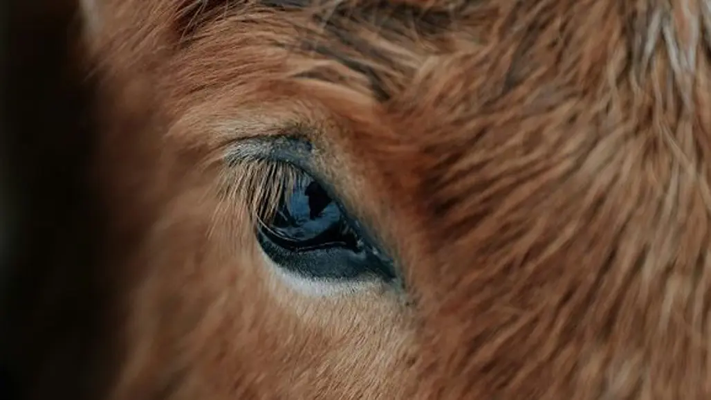 Närbild på hästöga