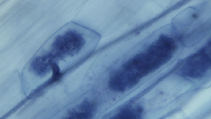 Mykorrhiza-bildande svampar