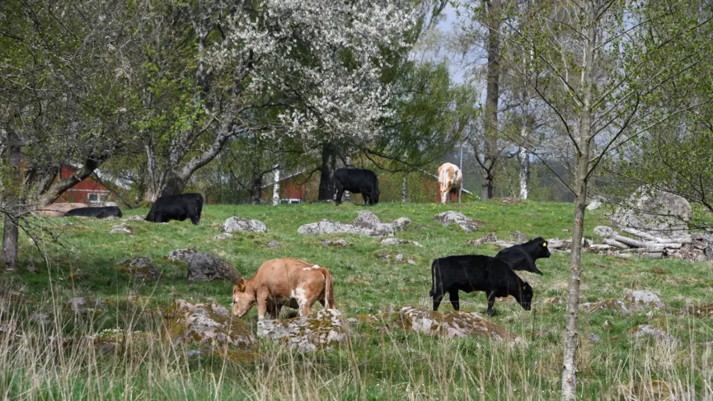 Kvigor av olika raser på ett naturbete.