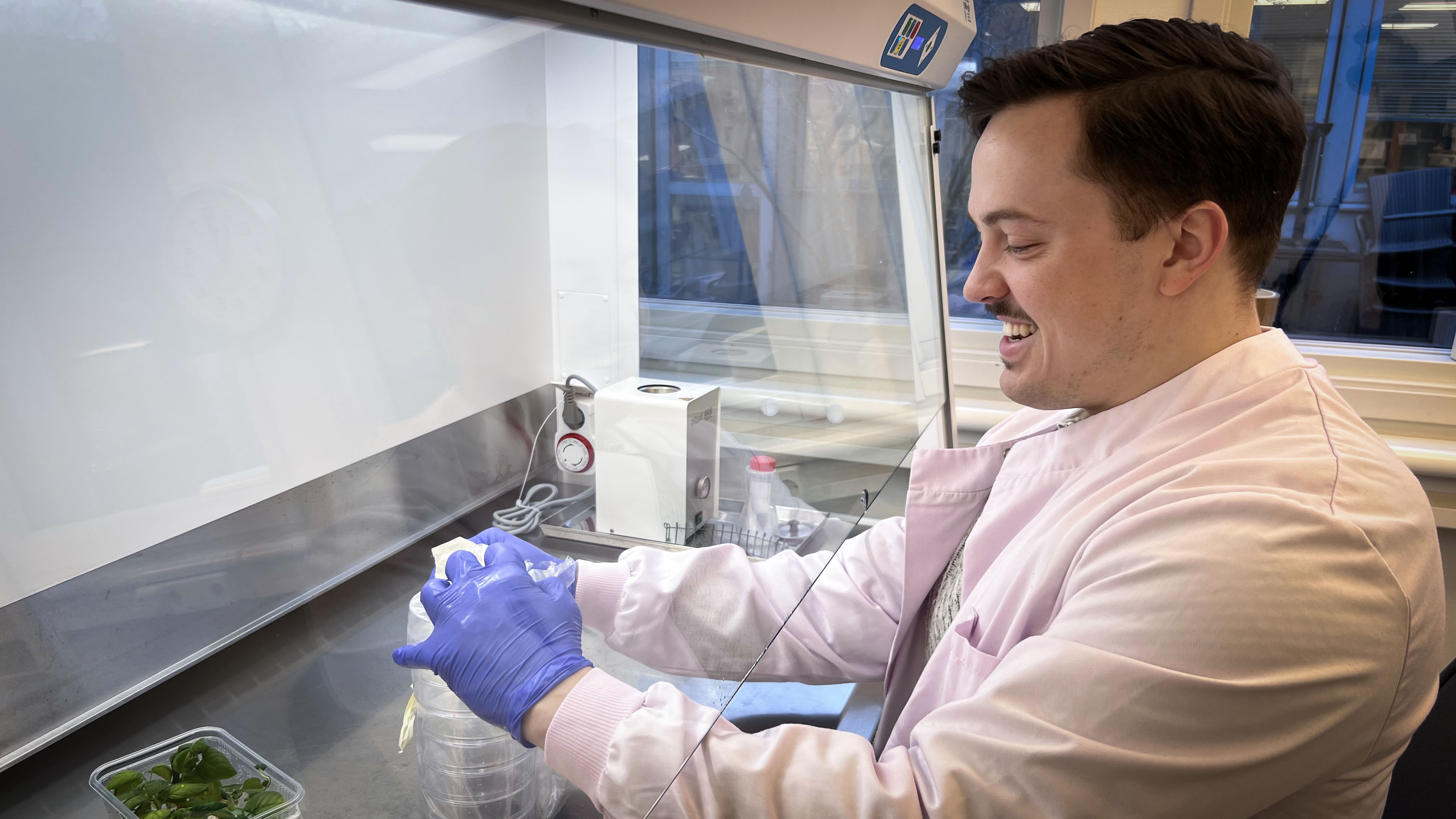 En man i ett labb förbereder ett försök. En behållare med små potatisplantor står framför honom. 