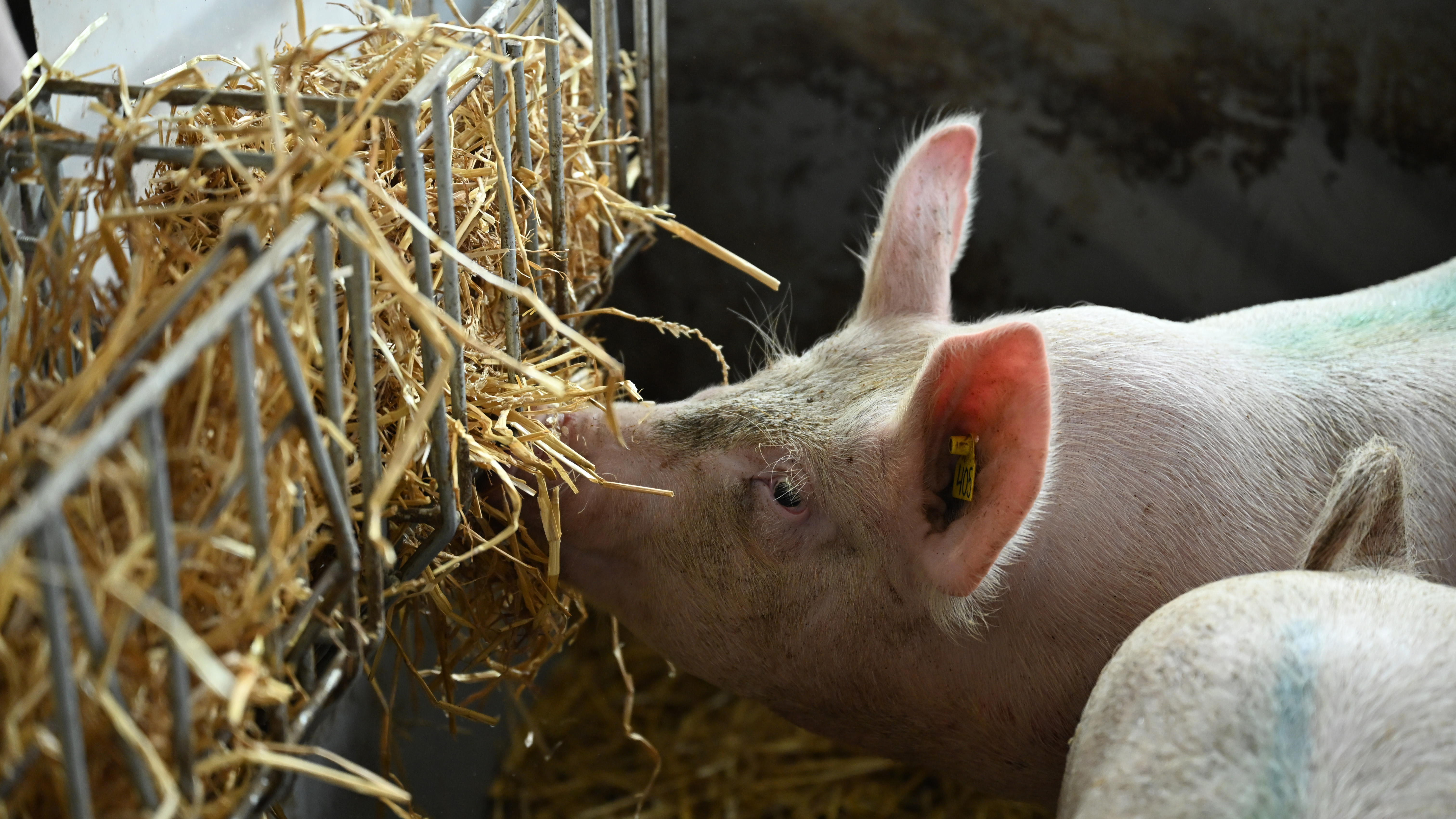 En gris som äter halm ur en höhäck på väggen i boxen. 