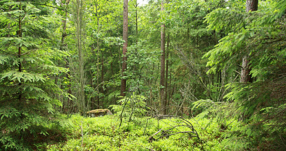 Heterogeneous forest in Tönnersjöheden. Photo Mats Hannerz.