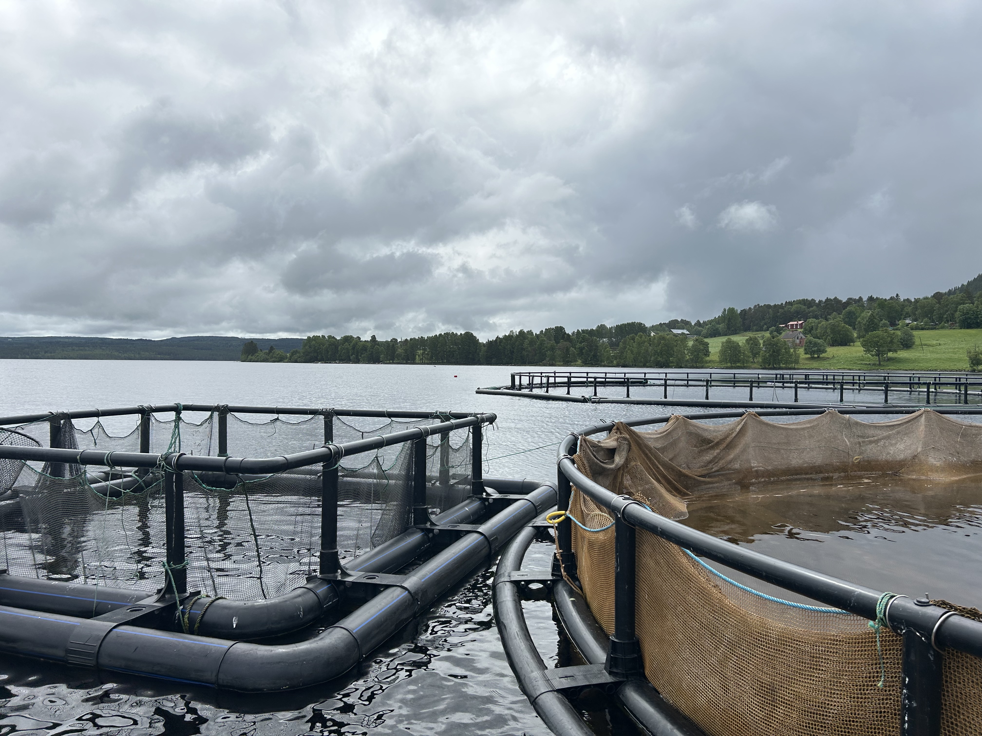 Fiskodlingskassar i en sjö med bryggor och skogsklädd strand i bakgrunden under molnig himmel.
