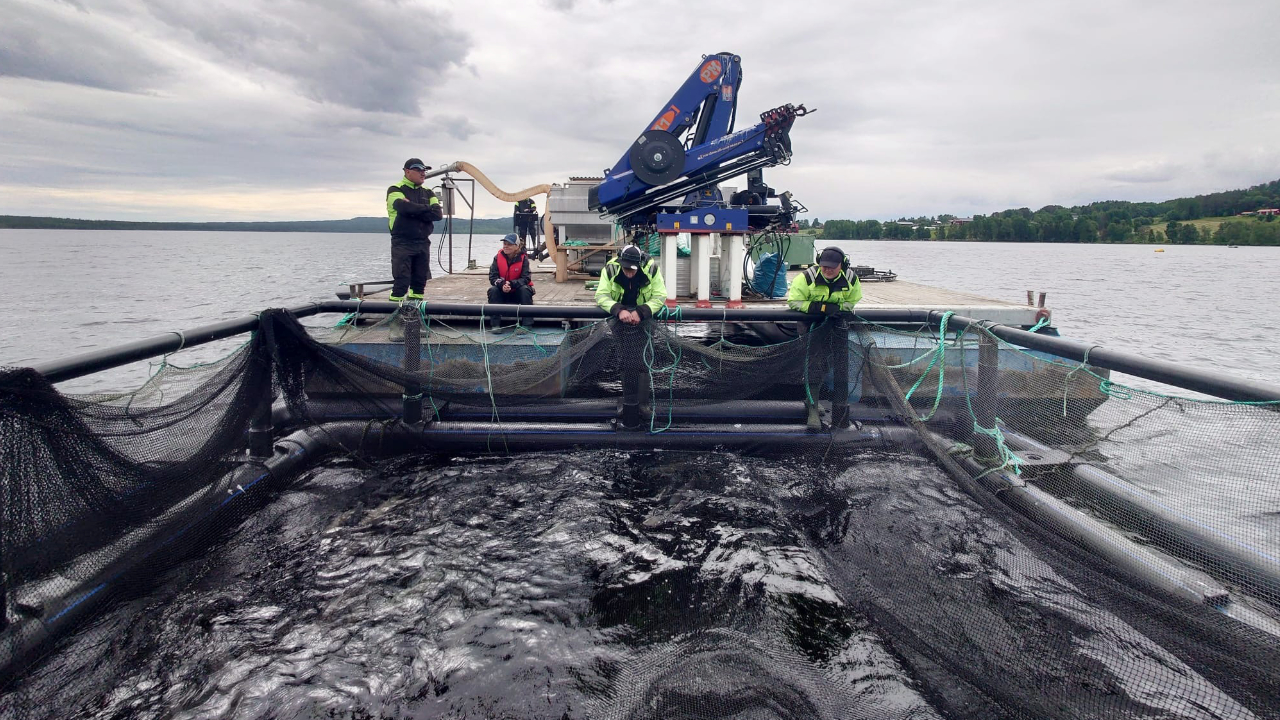 Personer arbetar vid en fiskodlingskasse.