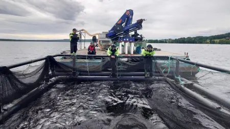 Personer arbetar vid en fiskodlingskasse.