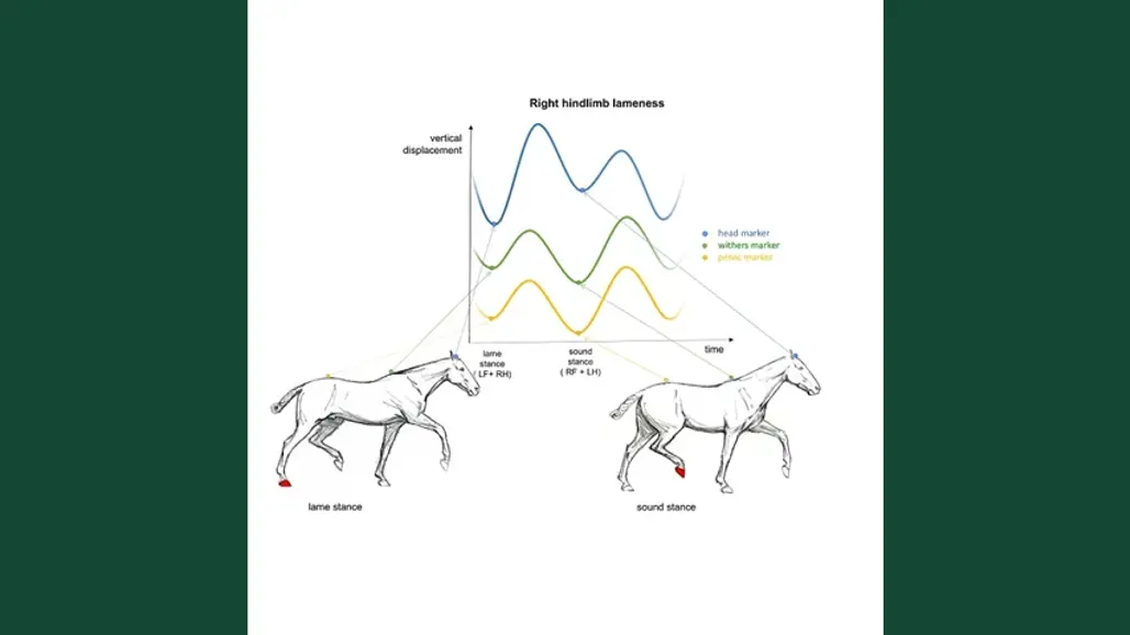 Skiss över hästar vars rörelsemönster mäts med ny teknik.