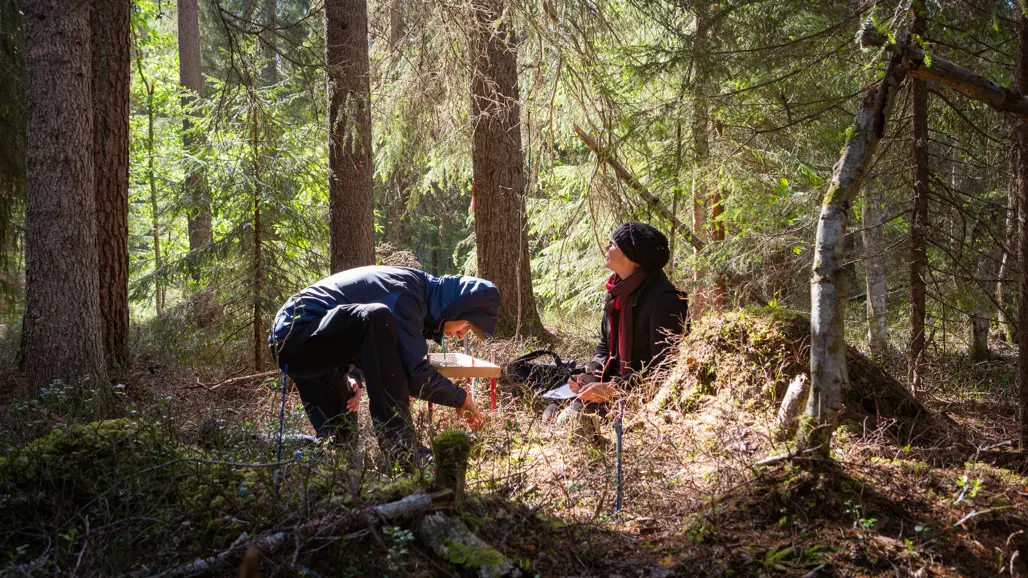 Fieldwork in the forest – two researchers examining ground vegetation in a sunlit woodland area.