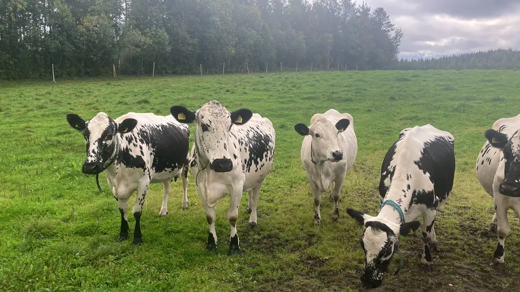 Svartvita mjölkkor på en grön äng. Foto: Lisa Ekman