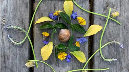 Bilden visar en mandala av blommor i olika färger. Ett naturkonstverk.