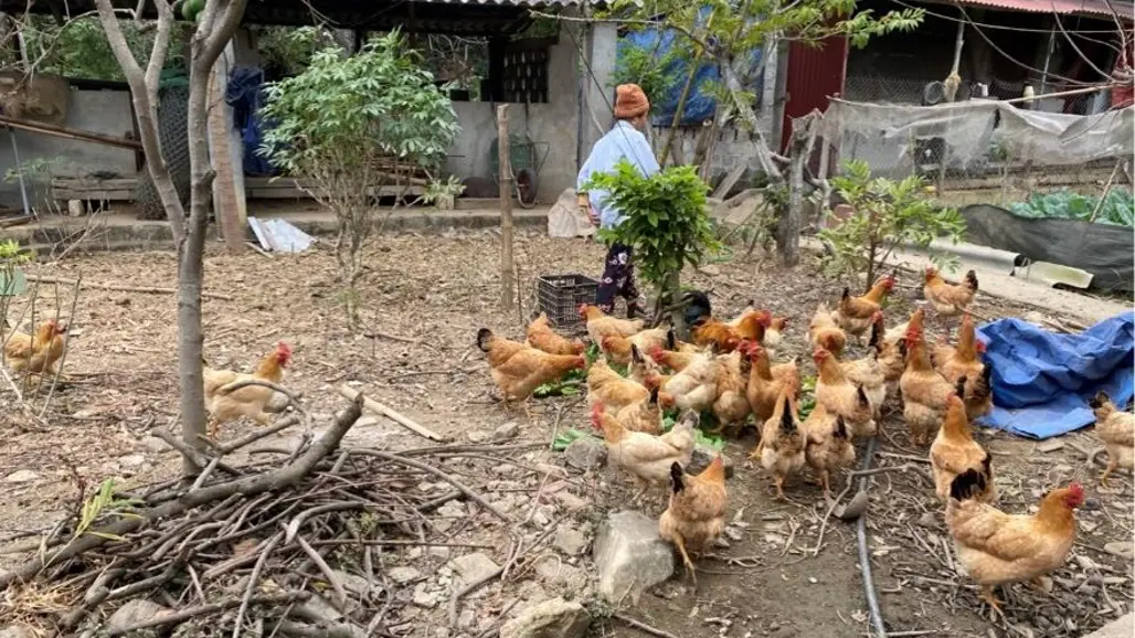 Hönsflock på vietnamesisk gård.
