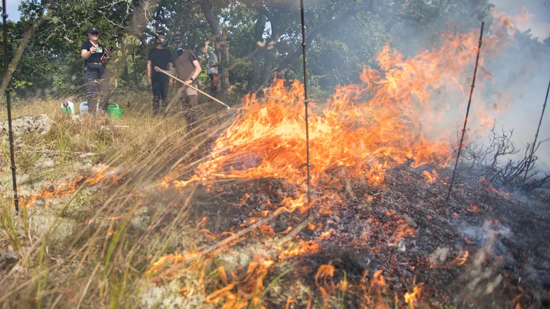 forest fire