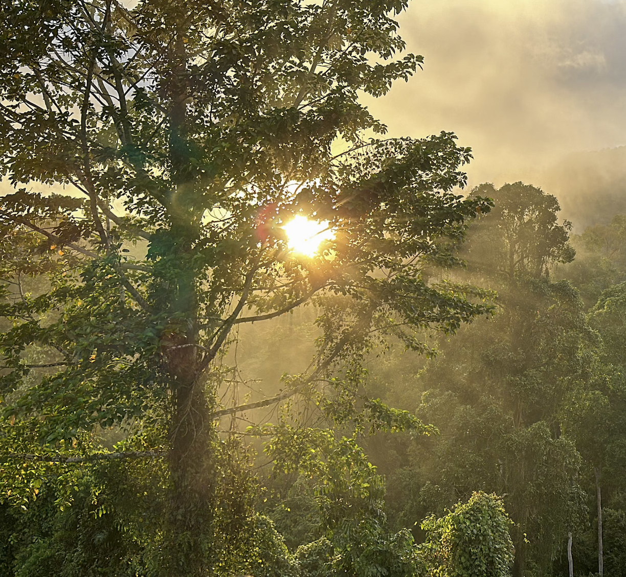 sunrise in rain forest