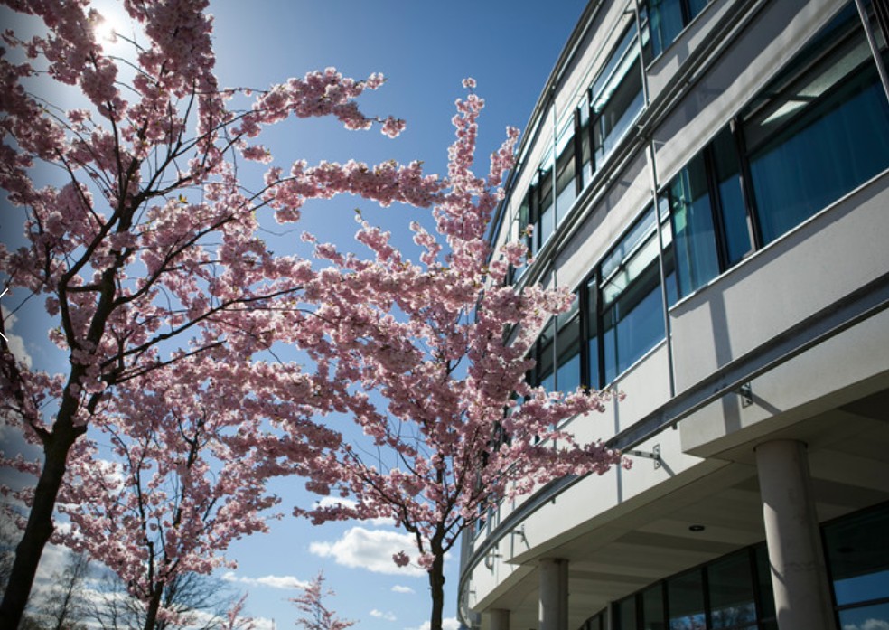 Cherry trees in bloom outside the VHC (Centre for Veterinary Medicine and Animal Science) at SLU in Uppsala.