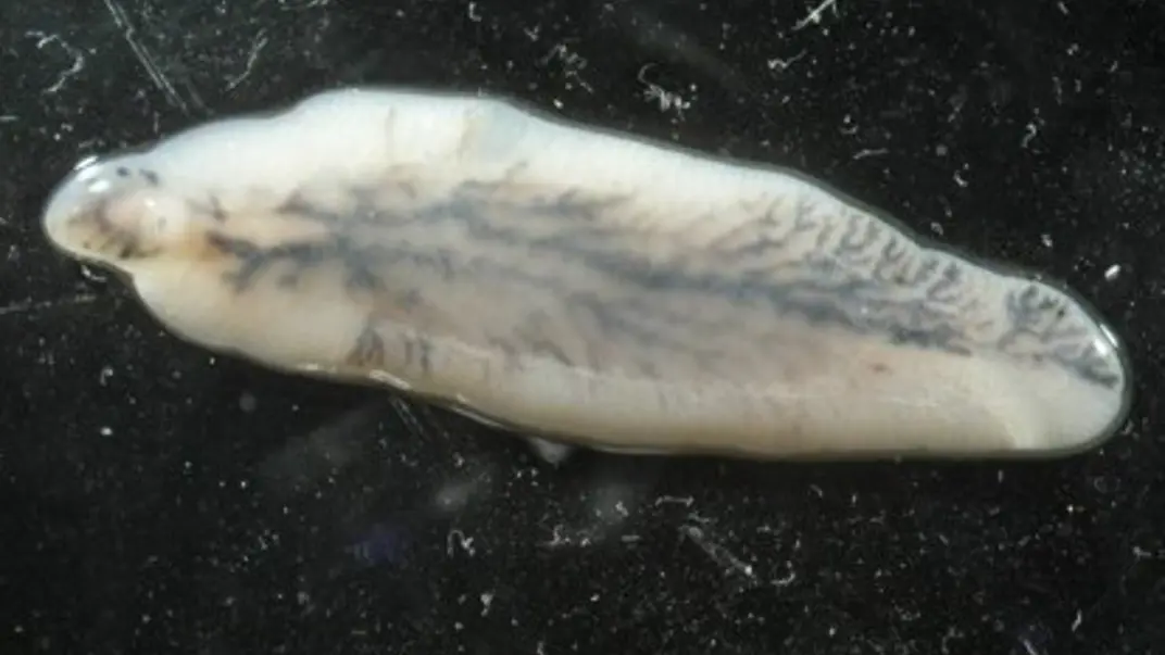 Adult-Fasciola-hepatica