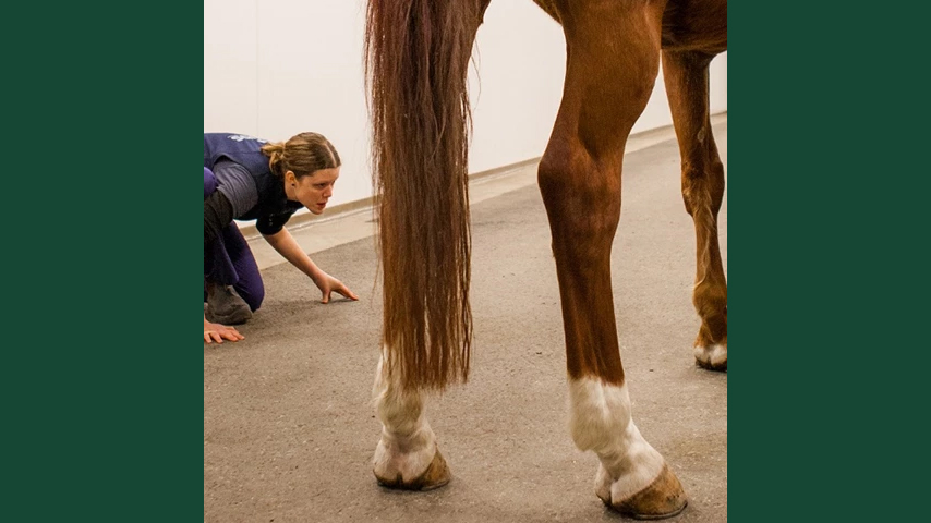 Foto av en kvinnlig veterinär (Emma Persson-Sjödin) som undersöker hovar på en häst på veterinärklinik.