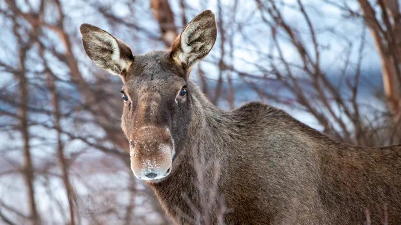 En älg står i ett vinterlandskap, omgiven av kala träd. Den har en direkt blick och ett lugnt uppträdande. Snö ligger på dess nos.