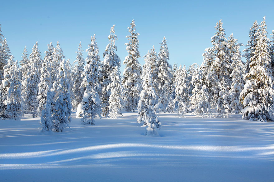 Snötäckta granar står mot en klarblå himmel. Solljuset kastar mjuka skuggor på den orörda snön och skapar ett fridfullt vinterlandskap.
