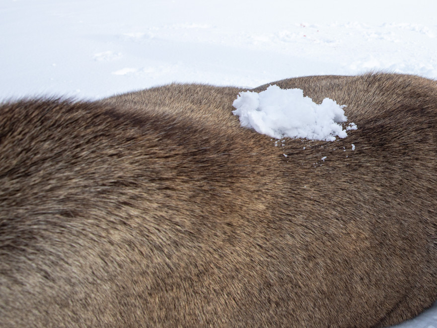 Snö på en älgs päls.